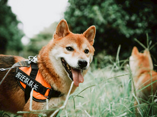 草地上的快乐柴犬