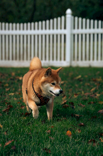 草地上奔跑的可爱柴犬