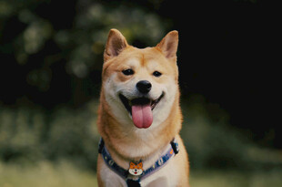 可爱柴犬咧嘴开心吐舌
