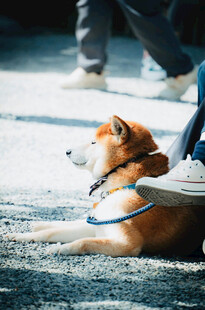 路边休憩的可爱柴犬