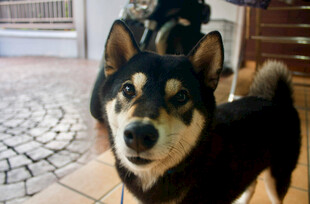 可爱黑柴犬看向镜头