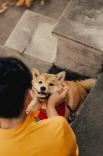 人与柴犬亲昵互动瞬间