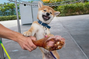 柴犬开心玩咬大骨头玩具
