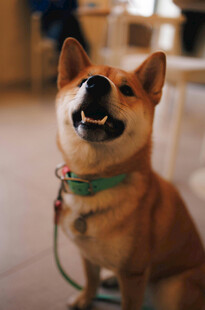 可爱柴犬咧嘴笑
