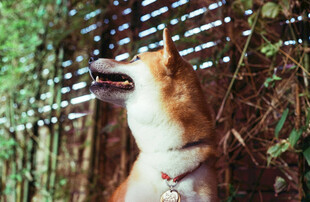 柴犬仰头望竹林