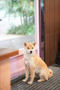 窗边可爱坐姿的小柴犬