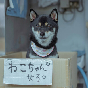 可爱柴犬坐纸箱带日文牌