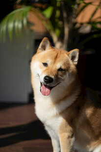 可爱柴犬吐舌咧嘴卖萌