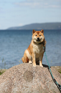 岩石上的柴犬眺望大海
