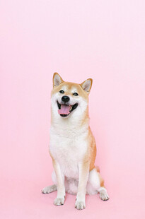 粉色背景下可爱的柴犬