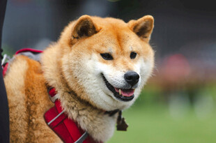 可爱柴犬笑容满面