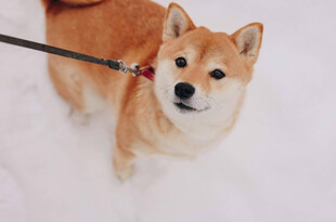 雪地中被牵引的可爱柴犬