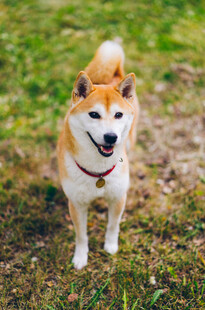 草地上的可爱柴犬
