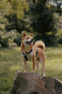 站在石头上的可爱柴犬