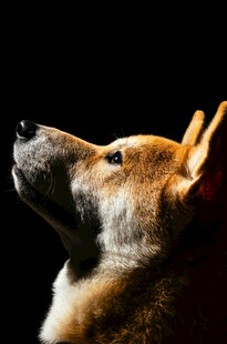 仰头的柴犬