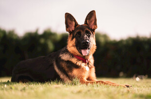 草地休憩的德国牧羊犬