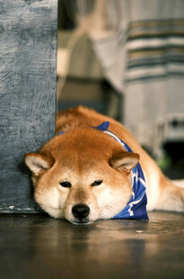 趴着休息的可爱柴犬