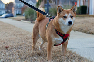 户外遛弯的可爱柴犬