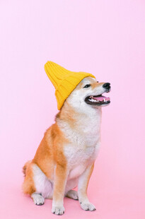 戴帽萌犬