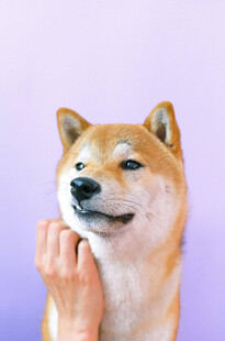 手抚柴犬