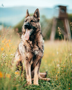 德国牧羊犬坐于草地