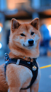 可爱柴犬佩戴帅气牵引绳