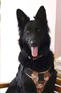 帅气黑犬佩戴个性宠物装备