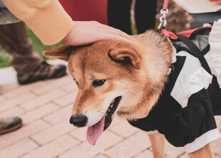 抚摸下开心的柴犬