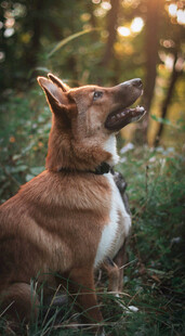 阳光下仰头的可爱柯基犬