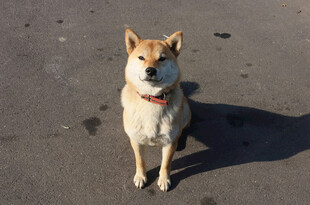可爱柴犬坐地看向镜头