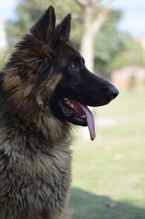 帅气德国牧羊犬户外特写