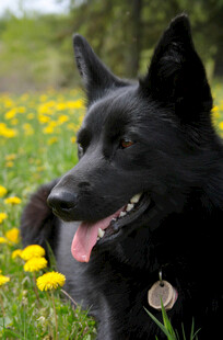 黑犬于花丛中惬意模样