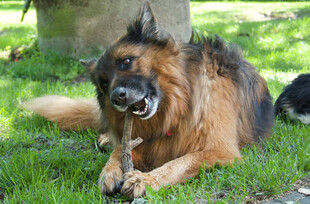 德国牧羊犬悠闲卧于草地