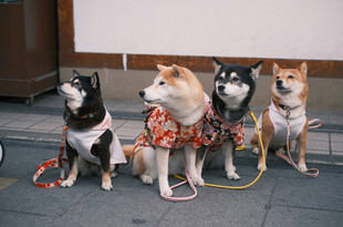 四只萌犬乖巧坐成一排