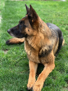 德国牧羊犬趴卧在绿草地上