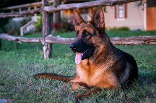 德国牧羊犬悠闲躺于草地