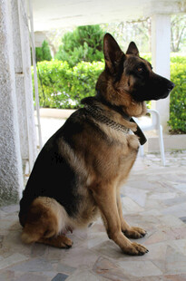 德国牧羊犬坐于门前