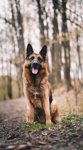 林间坐立的德国牧羊犬