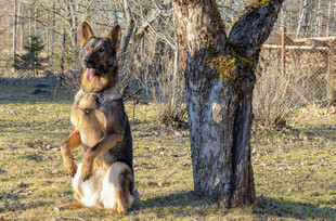 德国牧羊犬靠树站立