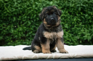 可爱德国牧羊犬幼犬