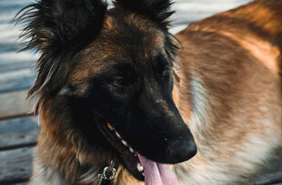 可爱长毛犬吐舌卖萌