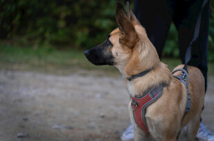站立的帅气马犬