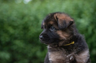 可爱小德牧幼犬