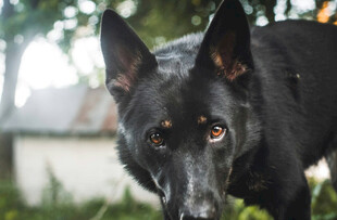 警觉的黑犬