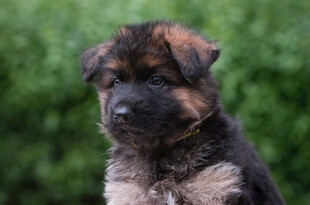 可爱德国牧羊犬幼犬