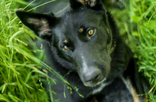 黑犬卧于翠绿草丛中
