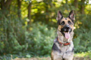 户外可爱德国牧羊犬