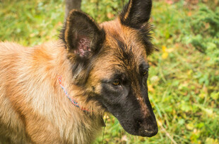 田园中的棕色牧羊犬