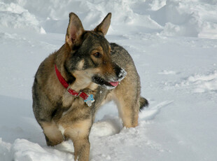 雪地中的德国牧羊犬