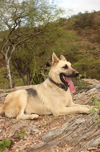 户外休憩的德国牧羊犬